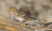 Twite, Aust Warth.