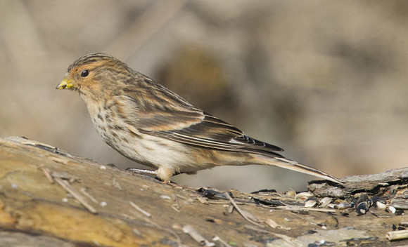 Twite, Aust Warth.