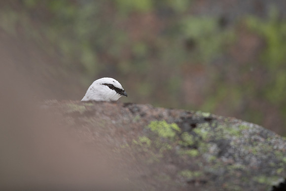 Ptarmigan, Cairngorms, January 2022