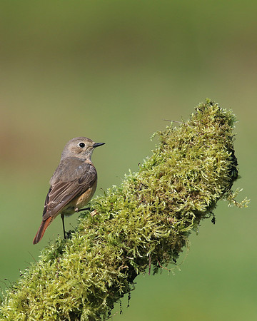 Redstart (Female) Thursley Common, May 2018