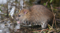 Brown Rat