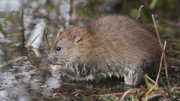 Brown Rat, Slimbridge, December 2014.