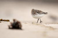 Sanderling, Raufarhofn, Iceland, June 2022