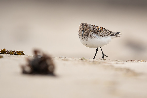 Sanderling, Raufarhofn, Iceland, June 2022