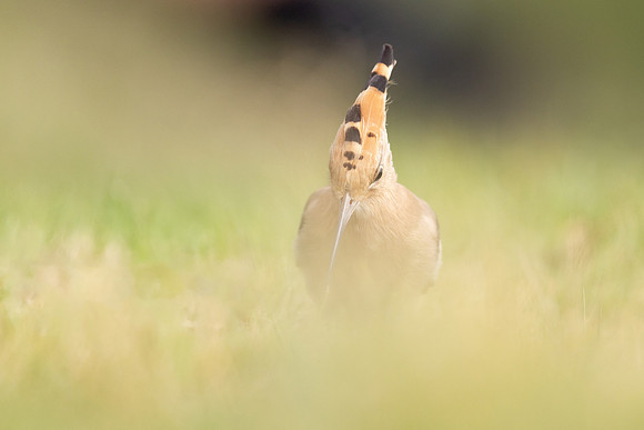 Hoopoe, Swansea, October 2024