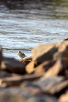 Terek Sandpiper, Oulu, Finland, June 2025