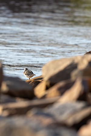 Terek Sandpiper, Oulu, Finland, June 2025