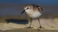 Little Stint, Cheddar Reservoir, September 2014