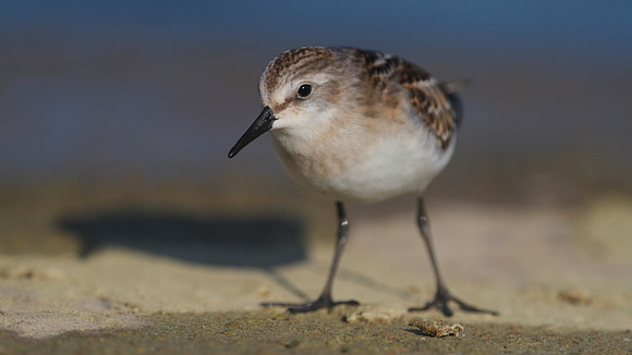 Little Stint, Cheddar Reservoir, September 2014