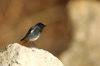 Black Redstart, Seaton, January 2020