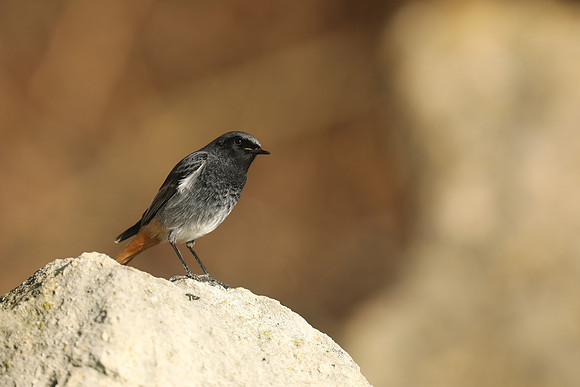 Black Redstart, Seaton, January 2020