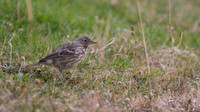 Rock Pipit, Pembrokeshire, August 2014