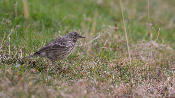 Rock Pipit, Pembrokeshire, August 2014