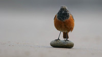 Eastern Black Redstart, Skinningrove, November 2016