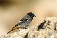 Black Redstart, Seaton, January 2020