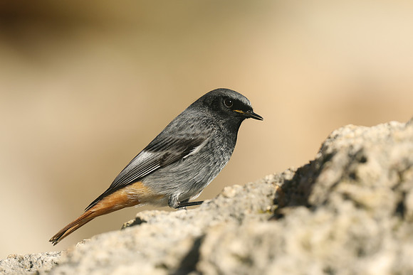 Black Redstart, Seaton, January 2020