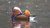 Mandarin Duck, Cannop Ponds, Forest of Dean