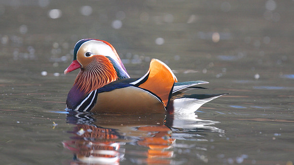 Mandarin Duck, Cannop Ponds, Forest of Dean