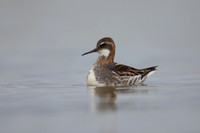 Red-necked Phalarope, River Laxa,  Iceland, June 2022