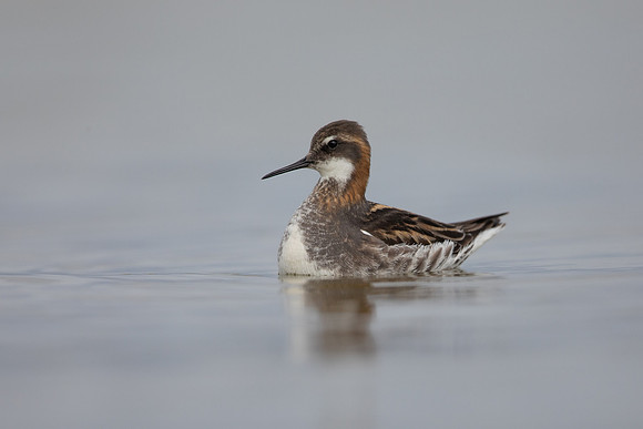 Red-necked Phalarope, River Laxa,  Iceland, June 2022