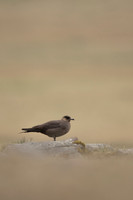 Arctic Skua,Snæfellsnes peninsula, Iceland, June 2022