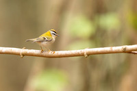 Firecrest, Forest of Dean, April 2024