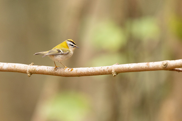 Firecrest, Forest of Dean, April 2024