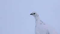 Ptarmigan, Cairngorms, Feb 2015
