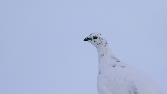 Ptarmigan, Cairngorms, Feb 2015