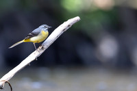 Grey Wagtail, Damery, March 2025
