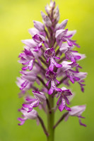Miltary Orchid, Berkshire, May 2024
