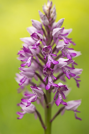 Miltary Orchid, Berkshire, May 2024