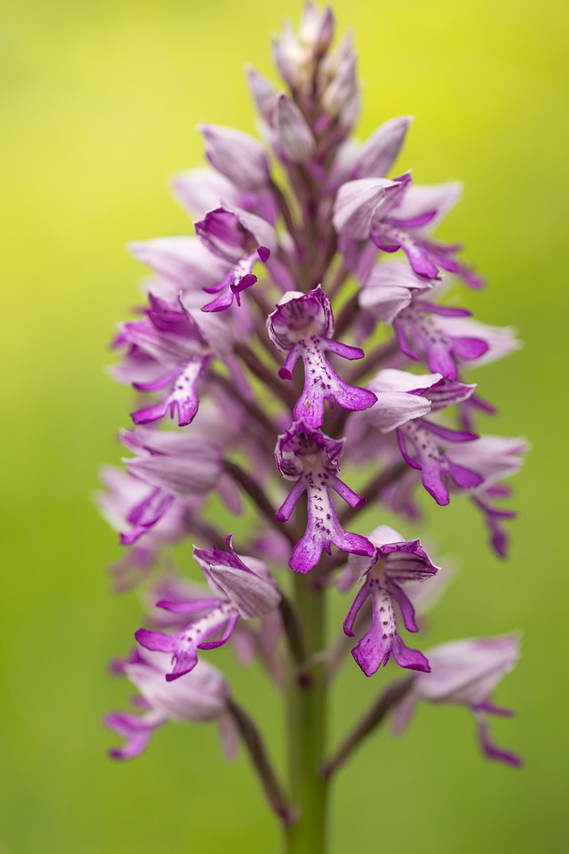 Miltary Orchid, Berkshire, May 2024