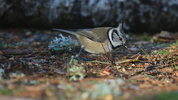 Crested Tit, Loch Garten, Feb 2015