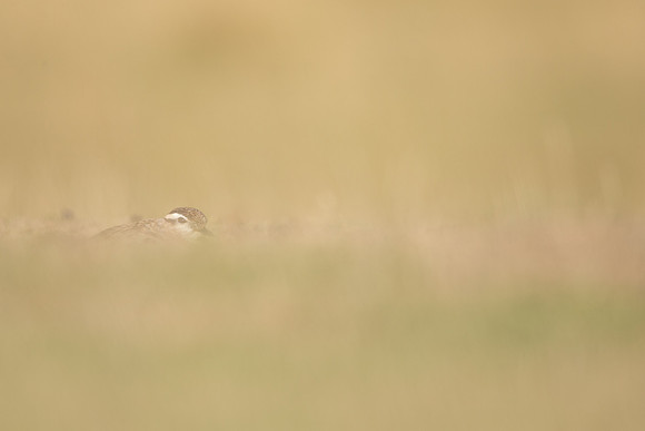 Dotterel, Cleeve Common, September 2022