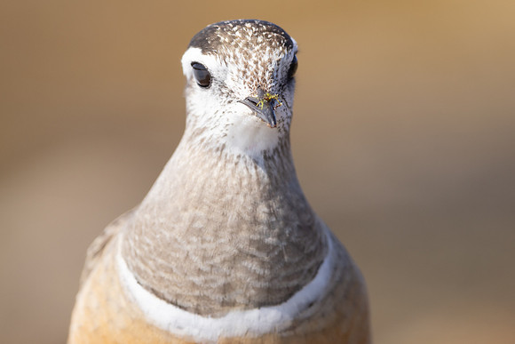 Dotterel, Batsjford, Norway, June 2023