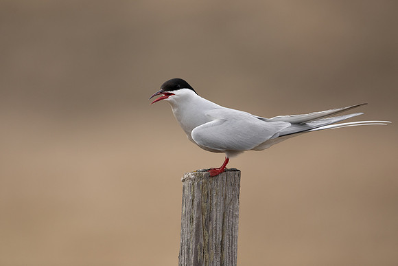 Arctic Tern, Raufarhofn, Iceland, June 2022.