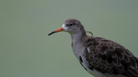 Ruff, Slimbridge, August 2014