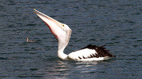 Australian Pelican