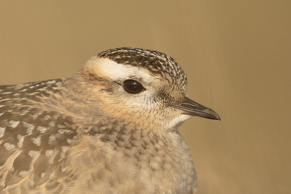 Dotterel, Cleeve Common, September 2022
