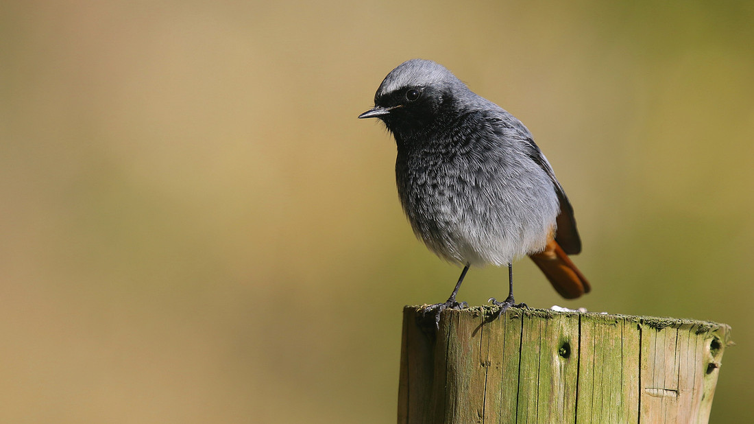 Black Redstart, Brean Down Cove, March 2015