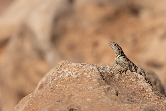 Cyprus Rock Agama, Cape Grecko, Cyprus, July 2024