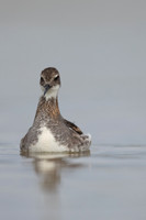 Red-necked Phalarope, River Laxa,  Iceland, June 2022