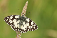 Marble White, Oldbury Power Station, June 2020