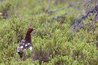 Willow Ptarmigan