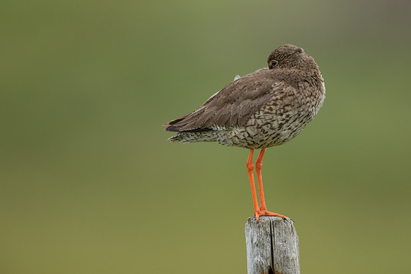 Common Redshank, Floi, Iceland, June 2022