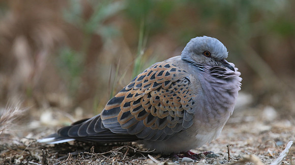 Turtle Dove, Kiti, Cyprus, April 2016
