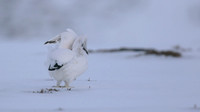 Ptarmigan, Cairngorms, Feb 2015