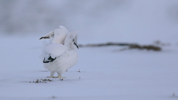 Ptarmigan, Cairngorms, Feb 2015