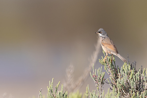 Spectacled Warbler, Larnaka, April 2025